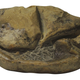 The fossilized soft-shelled egg found in Antarctica, and assigned to Antarcticoolithus bradyi.